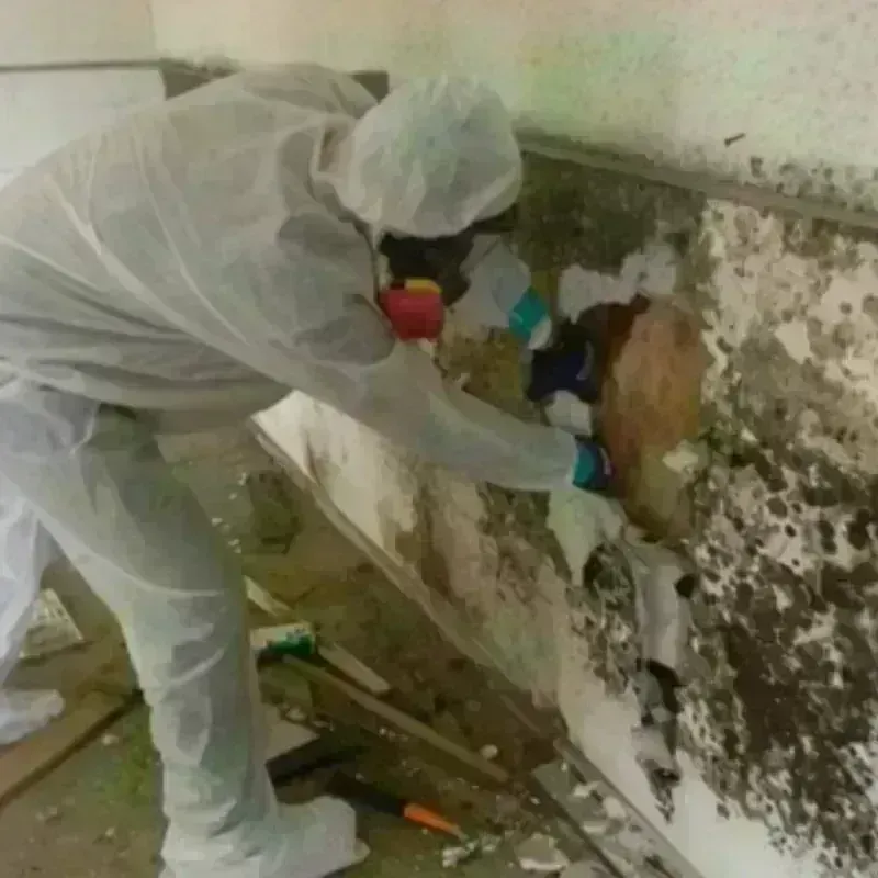 Mold Remediation and Removal in Lander, WY